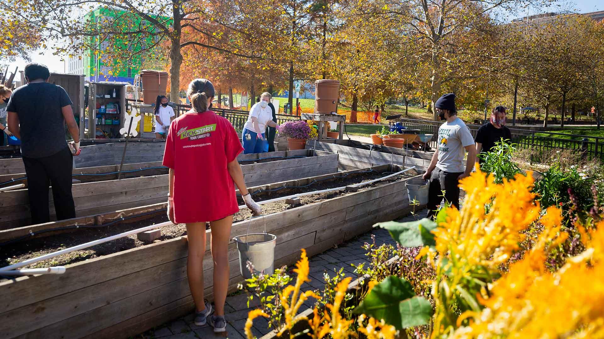 Students are volunteering in the campus garden, digging up weeds and adding new soil to flowerbeds. 
