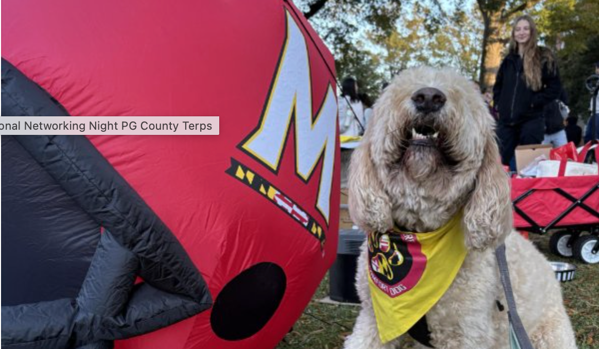 A dog with a UMD scarf tied around it's neck. The dog is standing next to a festive blowup UMD balloon. 