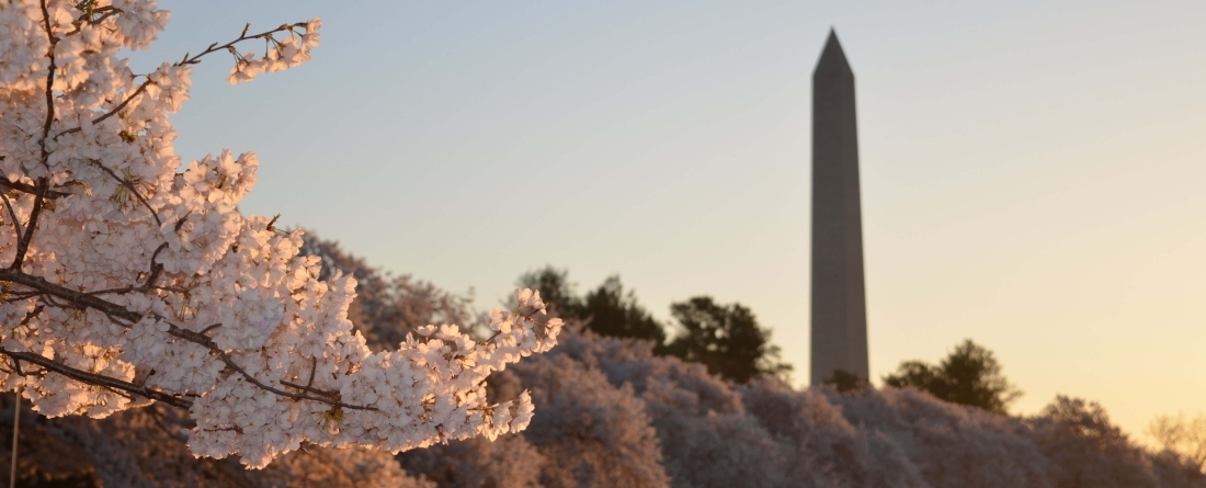 washington dc in cherry blossons