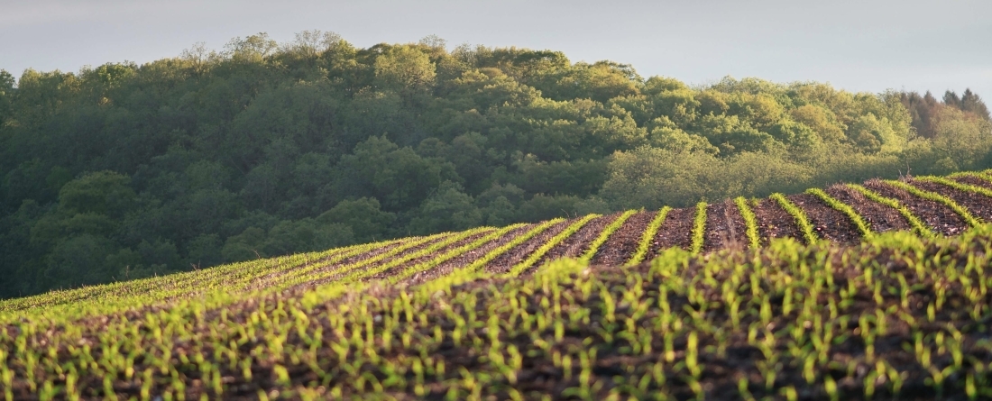 Agriculture Farmland Landscape