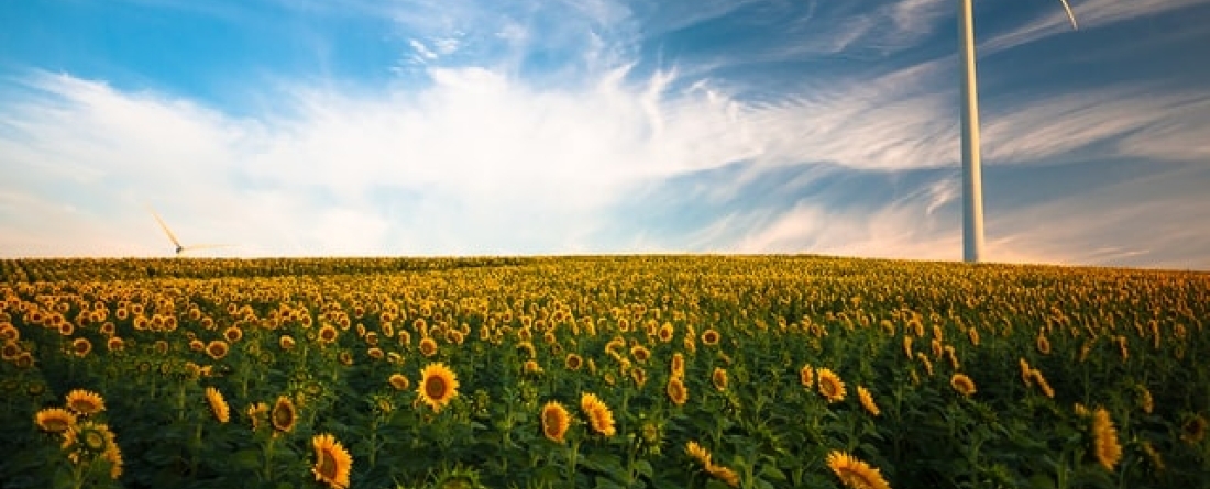 wind power sunflowers