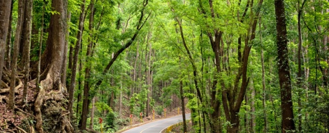 picture of trees in a forest