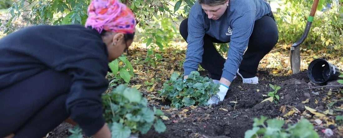 image of people gardening