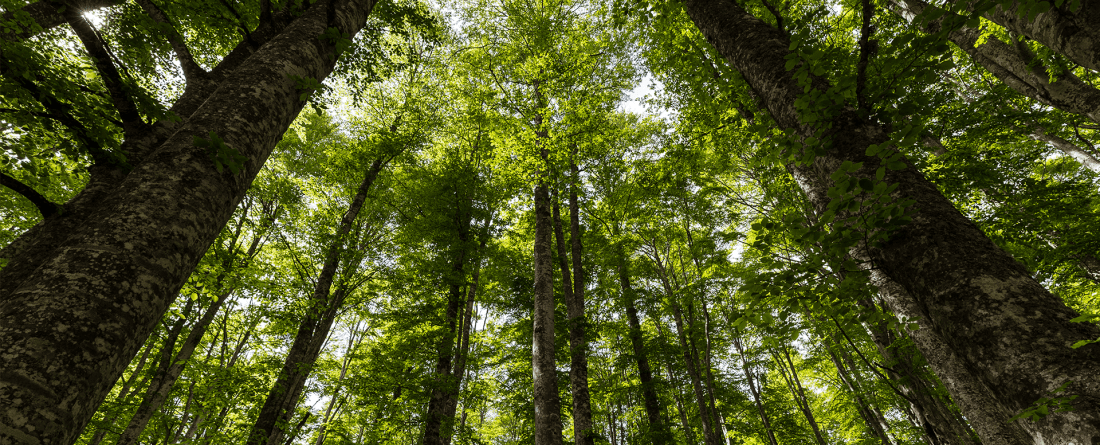 A view looking up in a forest with green trees.