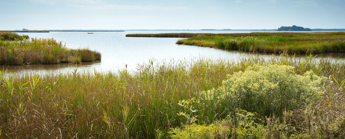 A marshland with tall grasses and greenery in the foreground on a day with blue skies and a few clouds.