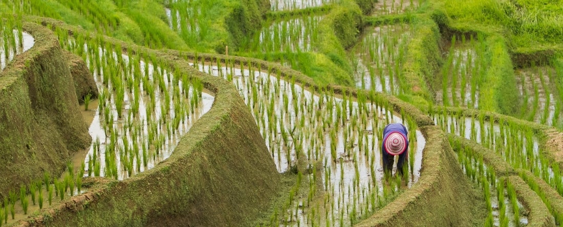 A rice field in the Belinbing area, Bali, Indonesia. A woman is planting in the filed.