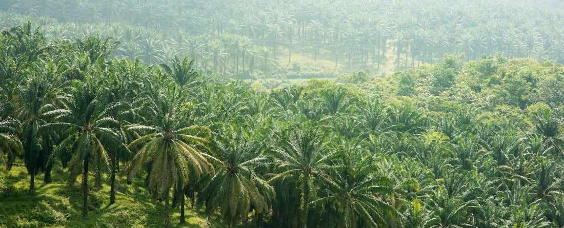 foggy palm tree field in Indonesia